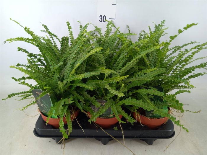 <h4>Nephrolepis cord. 'Duffii'</h4>