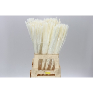 Dried Cortederia Bleach