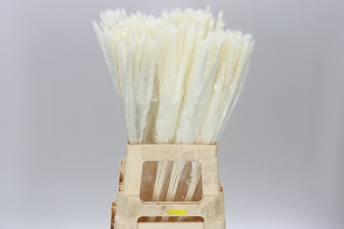 <h4>Dried Cortederia Bleach</h4>