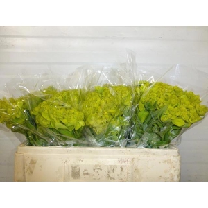 EUPH EUPHORBIA PALUSTRIS