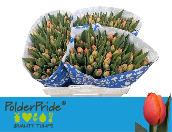 <h4>TU EN TIME OUT</h4>