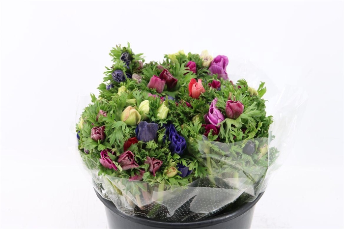 <h4>Anem Marianne Mixed</h4>