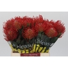 Nutans Ayoba Red