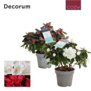 Azalea 14 cm Rood en Wit - Decorum Cozy