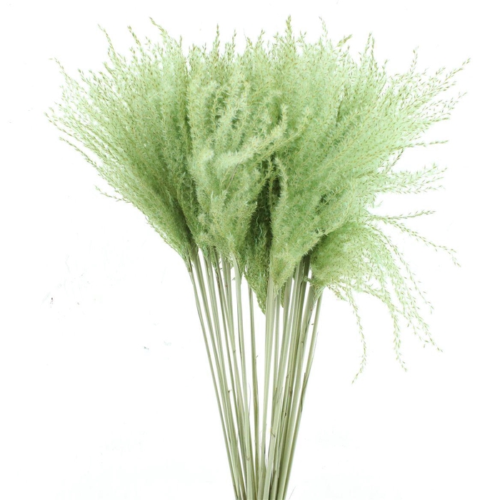 <h4>Dried Stipa Feather Mint Groen</h4>