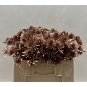 Eryngium Koper