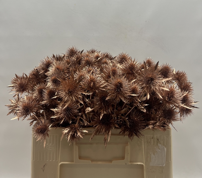 <h4>Eryngium Koper</h4>