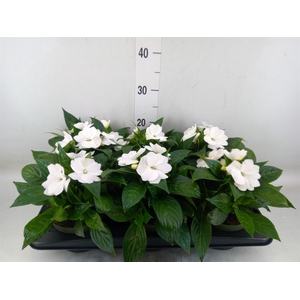 Impatiens NG 'Tamarinda White'