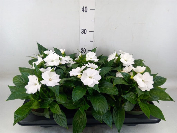 <h4>Impatiens NG 'Tamarinda White'</h4>