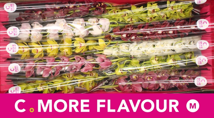 <h4>CYMB MI GEM</h4>