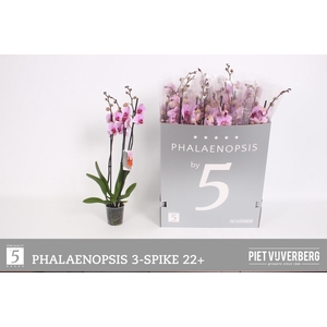 PHAL OV ROZE