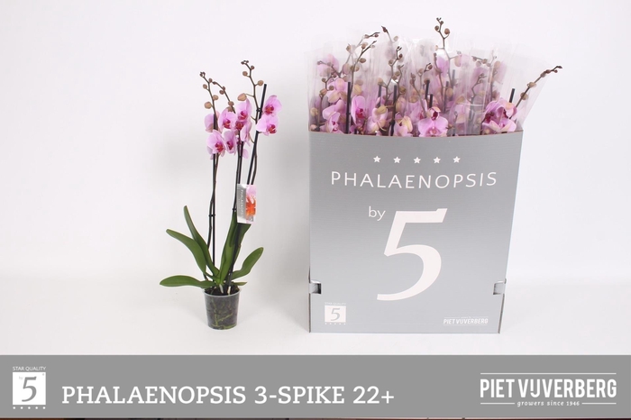 <h4>PHAL OV ROZE</h4>