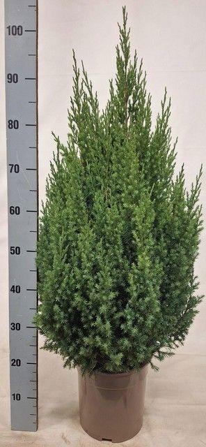 <h4>JUNI CH STRICTA</h4>