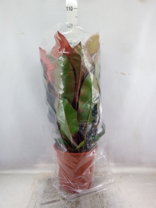 <h4>Philodendron  'Prince Of Orange'</h4>