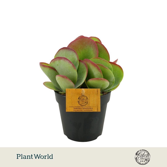 <h4>Kalanchoe Thyrsiflora 12cm</h4>