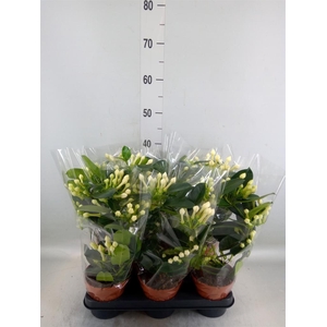 Stephanotis floribunda   ...