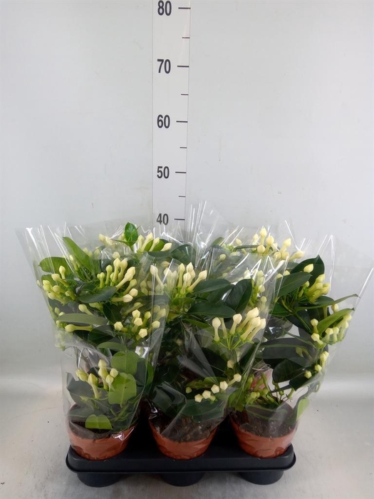 <h4>Stephanotis floribunda   ...</h4>