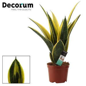Sansevieria Golden Flame 14 cm (Decorum)