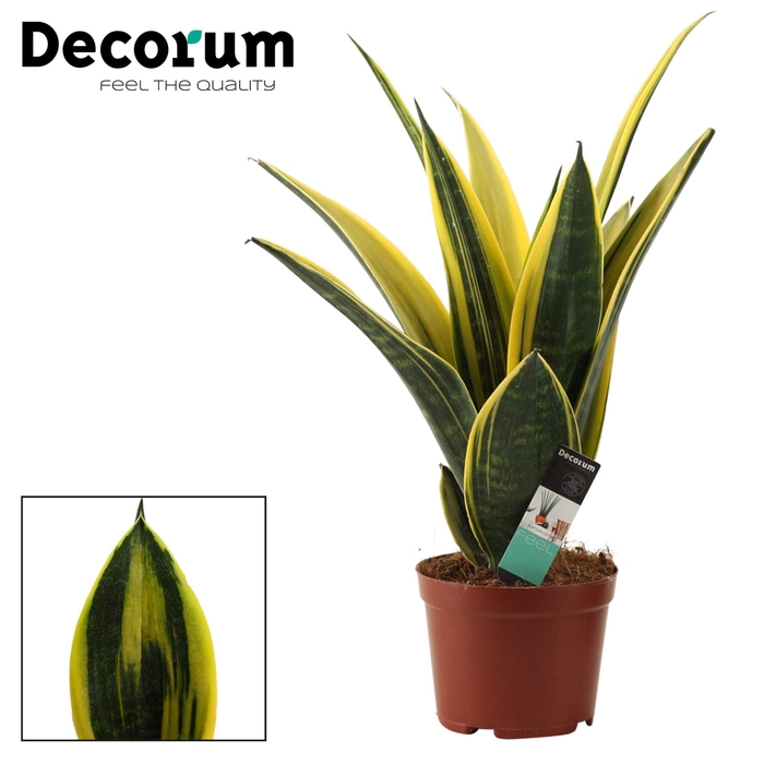 <h4>Sansevieria Golden Flame 14 cm (Decorum)</h4>