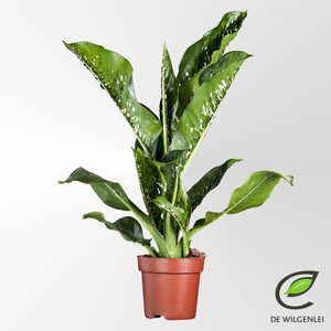 Dieffenbachia Caiman