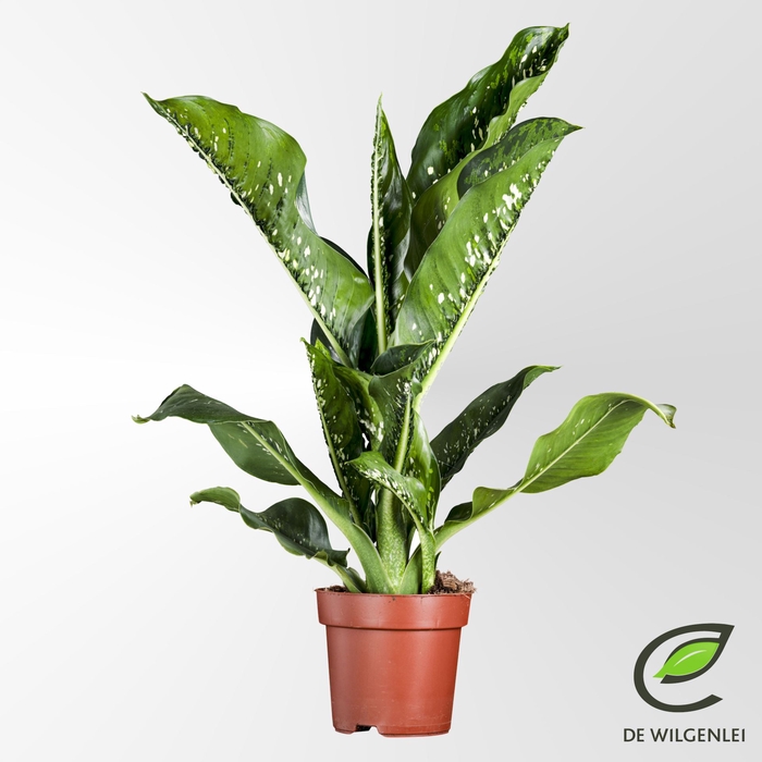 <h4>Dieffenbachia Caiman</h4>