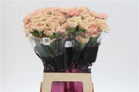 <h4>Di St Creta</h4>