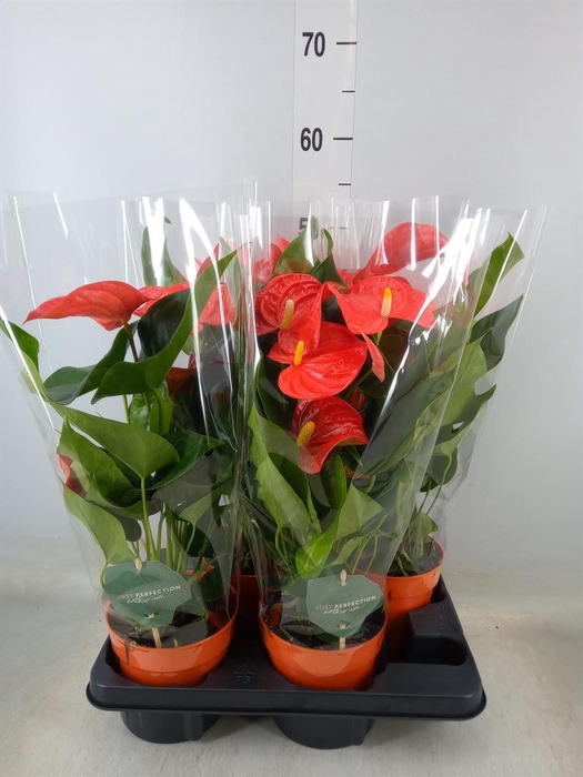 <h4>Anthurium andr. 'Atlas'</h4>