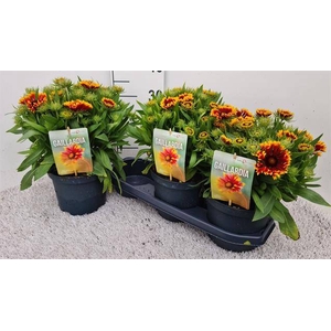 Gaillardia aristata 19Ø 30cm