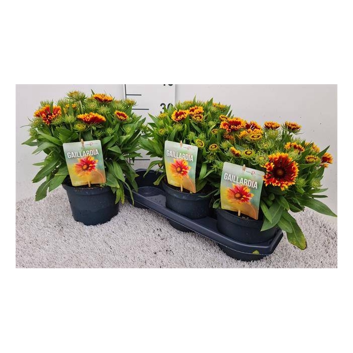 <h4>Gaillardia aristata 19Ø 30cm</h4>