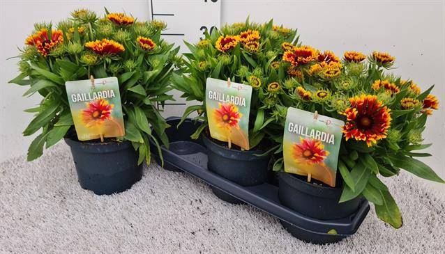 Gaillardia aristata 19Ø 30cm