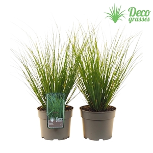 Carex howardii 'Phoenix Green'