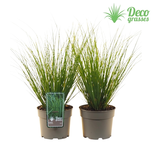 <h4>Carex howardii 'Phoenix Green'</h4>