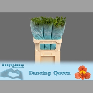 ALSTR DANCING QUEEN
