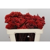 Kaaps Groen Red Brunia Small