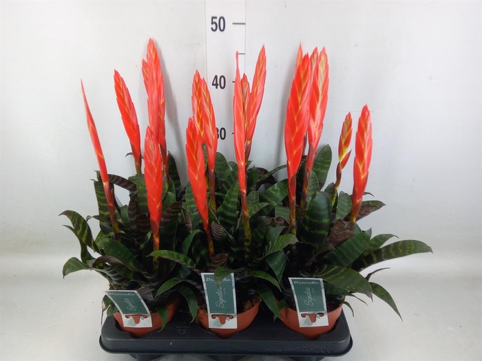 <h4>Vriesea  'Era'</h4>