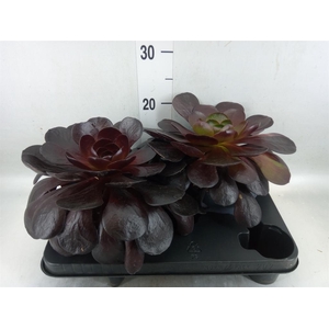 xSemponium  'Destiny'