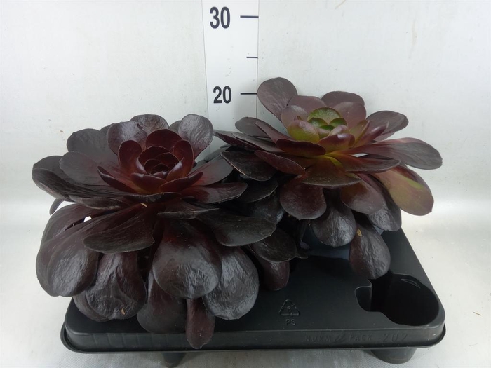 <h4>xSemponium  'Destiny'</h4>