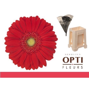 Gerbera Carambole Water / Hoes