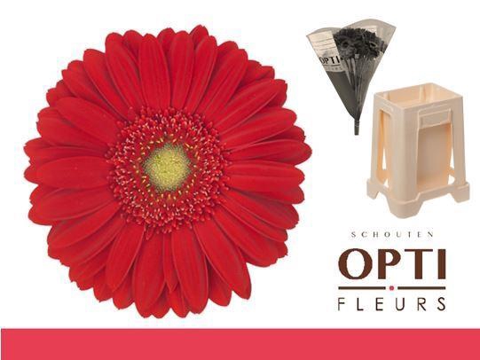 <h4>Gerbera Carambole Water / Hoes</h4>