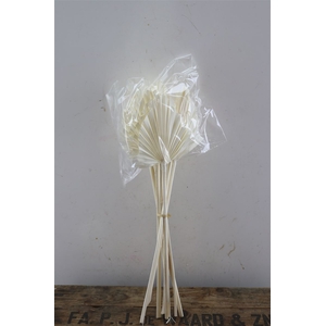 Dried Palm Spear 10pc Bleached Bunch