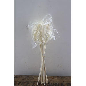 Dried Palm Spear 10pcs Bleached Bunch