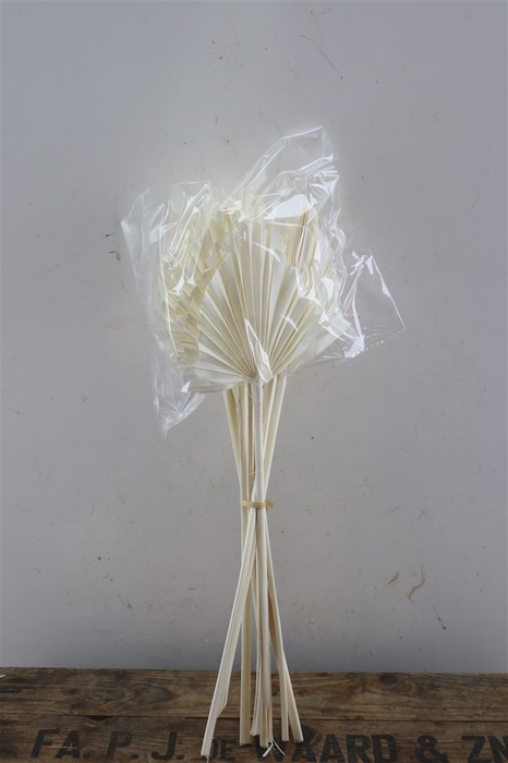 Dried Palm Spear 10pcs Bleached Bunch