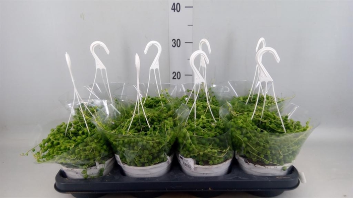 <h4>Senecio rowleyanus</h4>