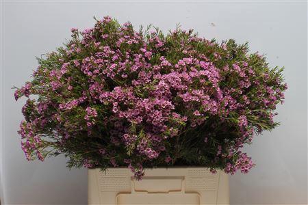 <h4>Chamelauc Hot Pink</h4>