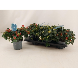 RHODO SI V GEM 4 SRT