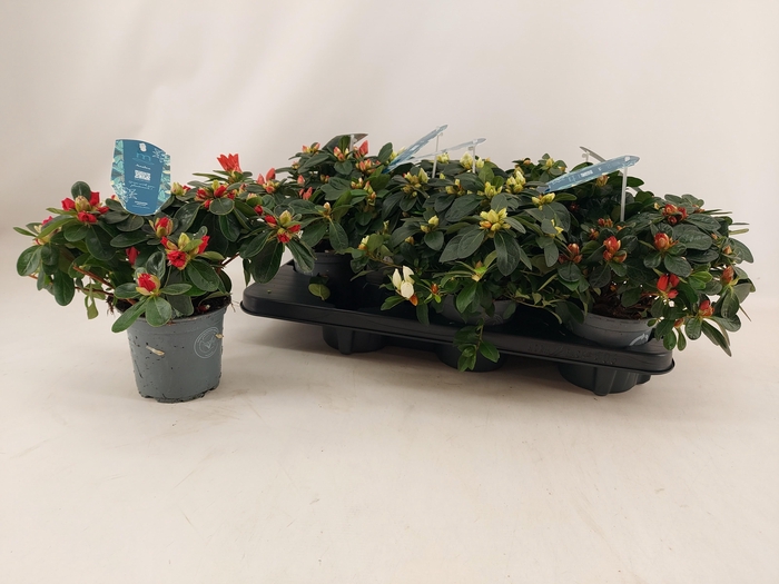 <h4>RHODO SI V GEM 4 SRT</h4>