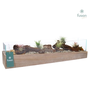 Aquarium Large met Tillandsia Air plants