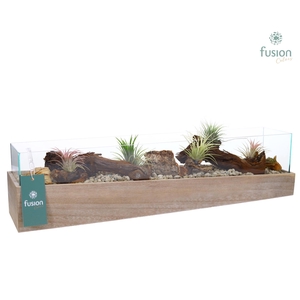 Aquarium Large met Tillandsia Air plants