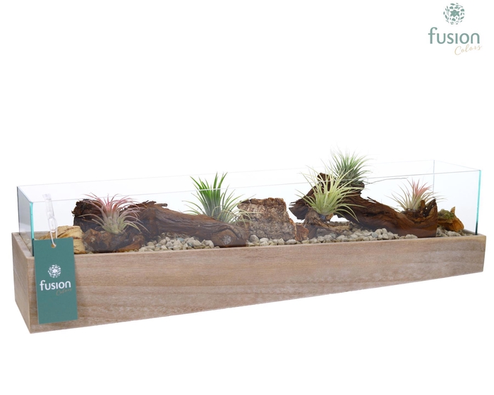 <h4>Aquarium Large met Tillandsia Air plants</h4>