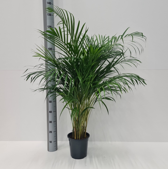 <h4>DYPSIS LUTESCENS</h4>